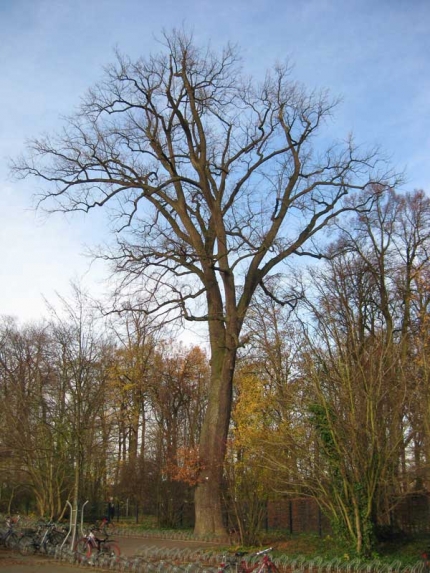 Bild 2 von Eiche am Schulzentrum